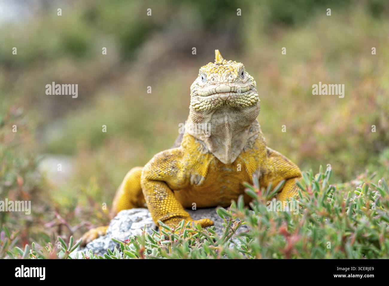 Iguana di terra delle Galapagos (Conolophus subcristatus), seduta in mezzo a bassa vegetazione e guardando dritto davanti, Isole Galapagos, Provincia delle Galapagos, EC Foto Stock