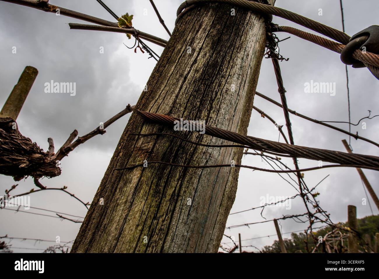 Primo piano di un vigneto in legno con cavi di tensione intrecciati e viti circostanti. Un dettaglio agricolo rustico catturato sotto il moody Foto Stock