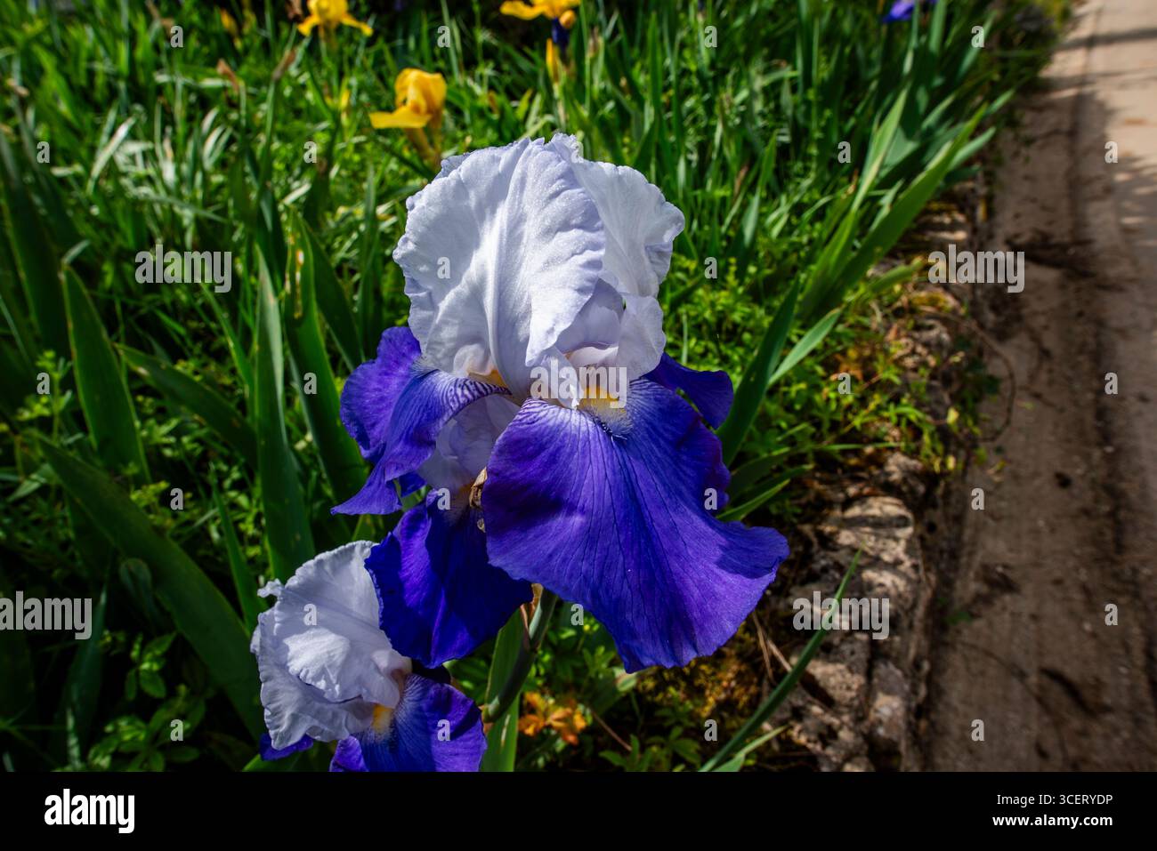 Primo piano di Iris germanica in fiore con audaci petali blu e delicati bianchi in un giardino lussureggiante. Un sorprendente fiore primaverile pieno di consistenza, contrasto e. Foto Stock