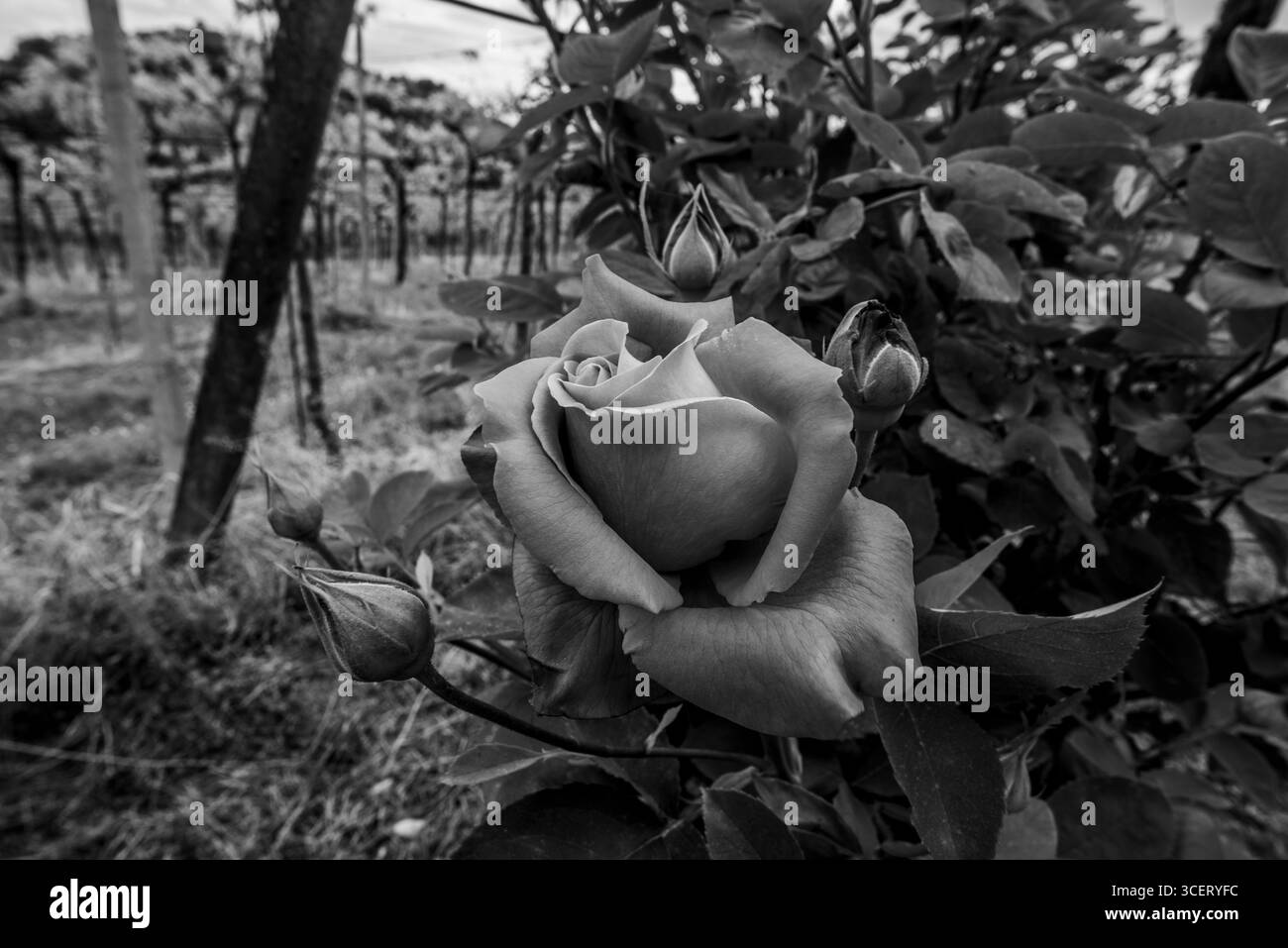 Primo piano bianco e nero di Rosa damascena in fiore (rosa Damasco) con petali e gemme dettagliati. Un fiore romantico e senza tempo catturato con un ricco textur Foto Stock