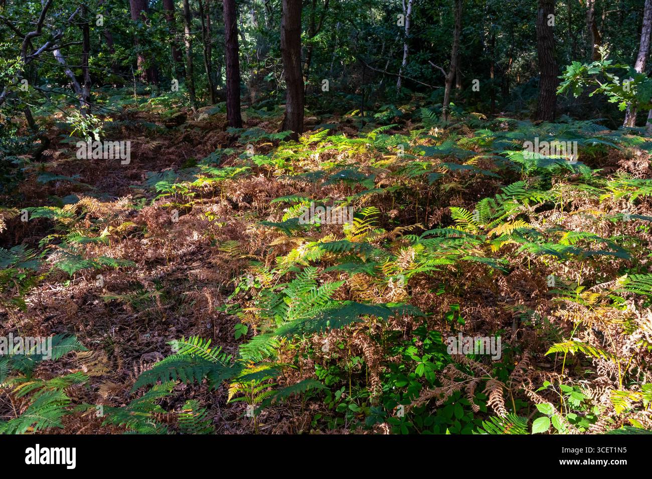 La luce del sole mette in risalto le felci verdi tra il bracken marrone su un terreno boscoso Foto Stock