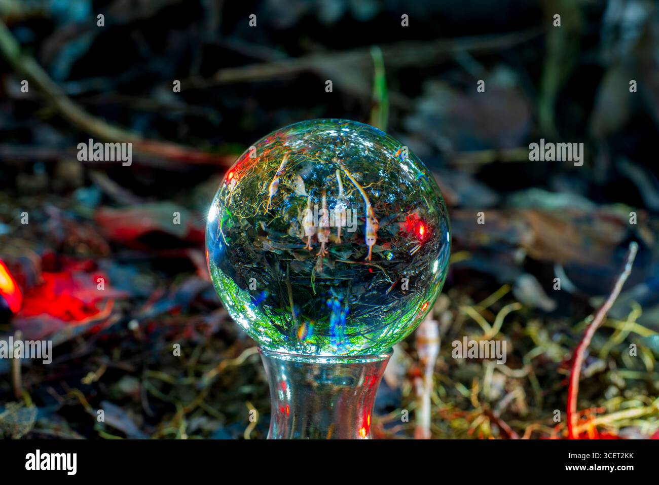 Guardando attraverso una sfera di vetro trasparente, vedrai un tipo di fungo che è una pianta scavatrice. Ha una strana forma come un gufo. Si verifica in profondità f Foto Stock