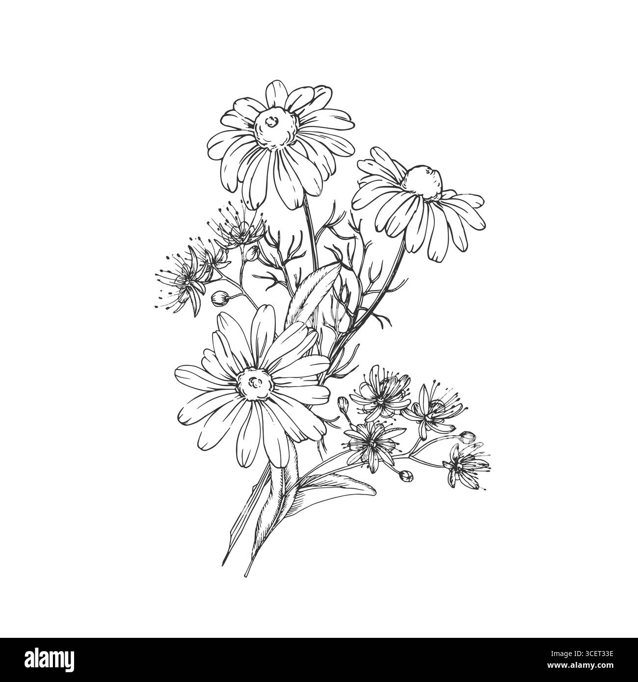 Illustrazione vettoriale delle erbe da tè calmanti disegnata a mano con inchiostro. Immagine grafica con camomilla, tiglio, menta Illustrazione Vettoriale