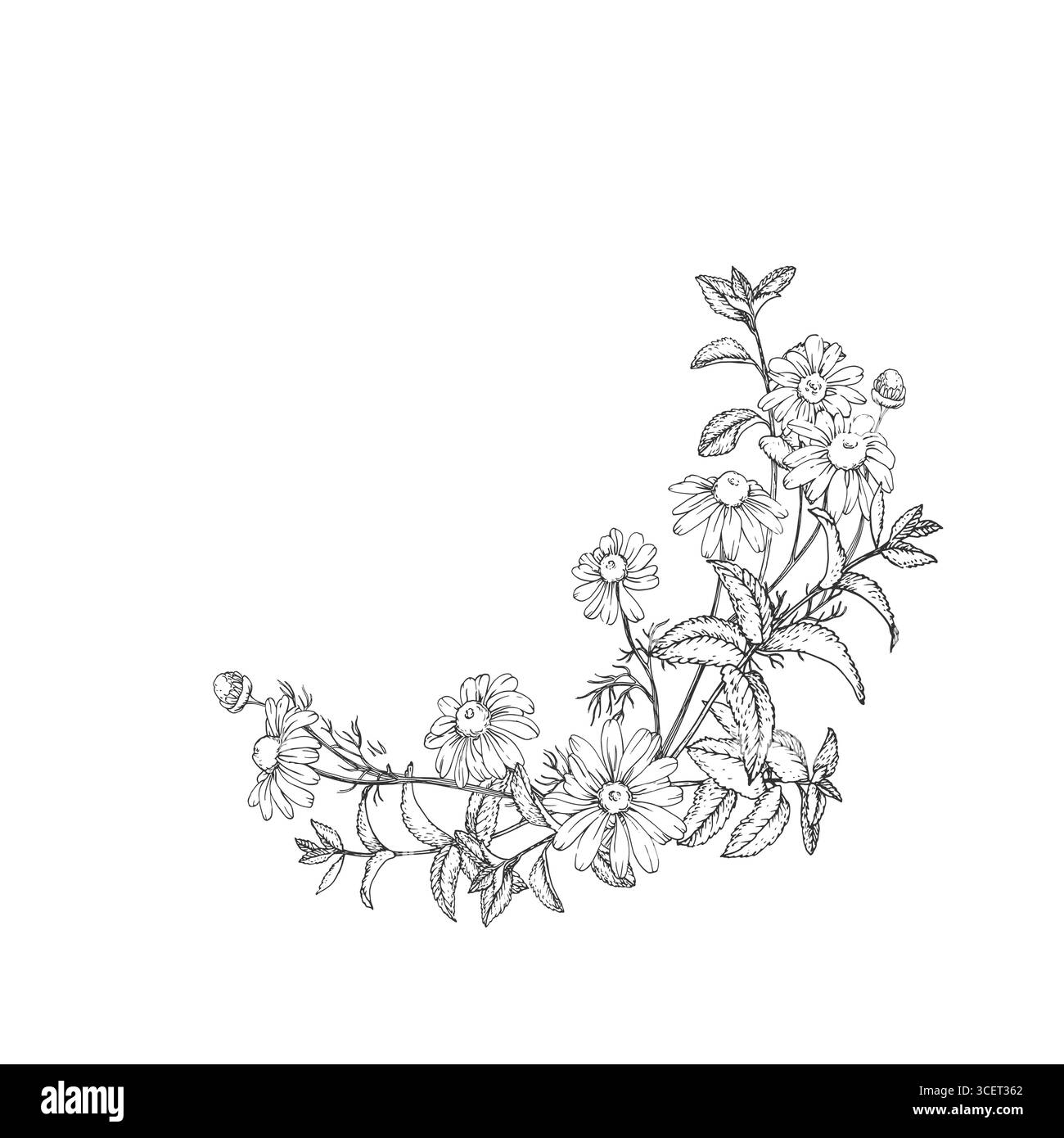 Illustrazione vettoriale delle erbe da tè calmanti disegnata a mano con inchiostro. Immagine grafica con camomilla, tiglio, menta Illustrazione Vettoriale