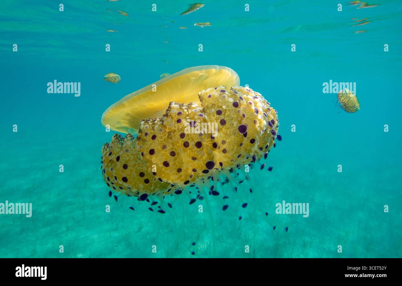 Questa splendida immagine subacquea mostra una vivace medusa con macchie gialle e viola, che scivolano con grazia attraverso le limpide acque turchesi Foto Stock