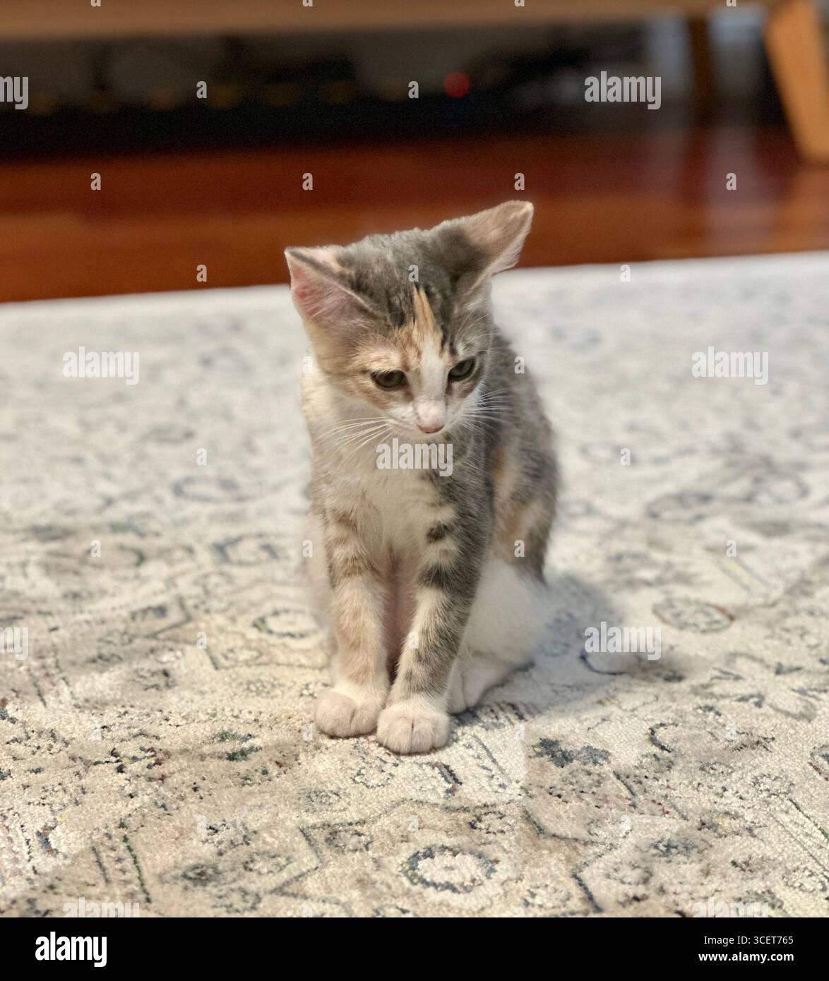 Un piccolo gattino calico con grandi orecchie si trova all'interno su un tappeto a motivi geometrici, guardando verso il basso con un'espressione curiosa e delicata. - Immagine stock catturata con smartphone
