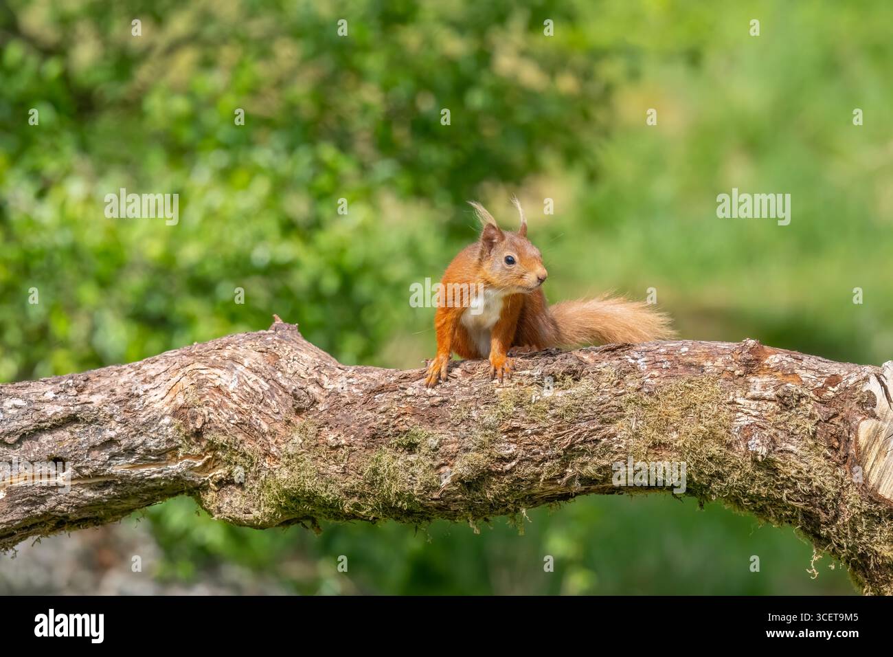 Scoiattolo rosso su un tronco d'albero da vicino con contrasto e sfondo sfocato Foto Stock