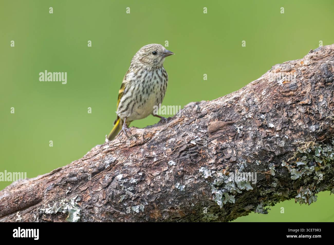 Siskin è arroccato su una grande filiale, nel Regno Unito Foto Stock