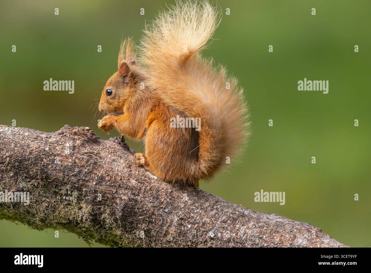 Scoiattolo rosso su un ramo da vicino Foto Stock