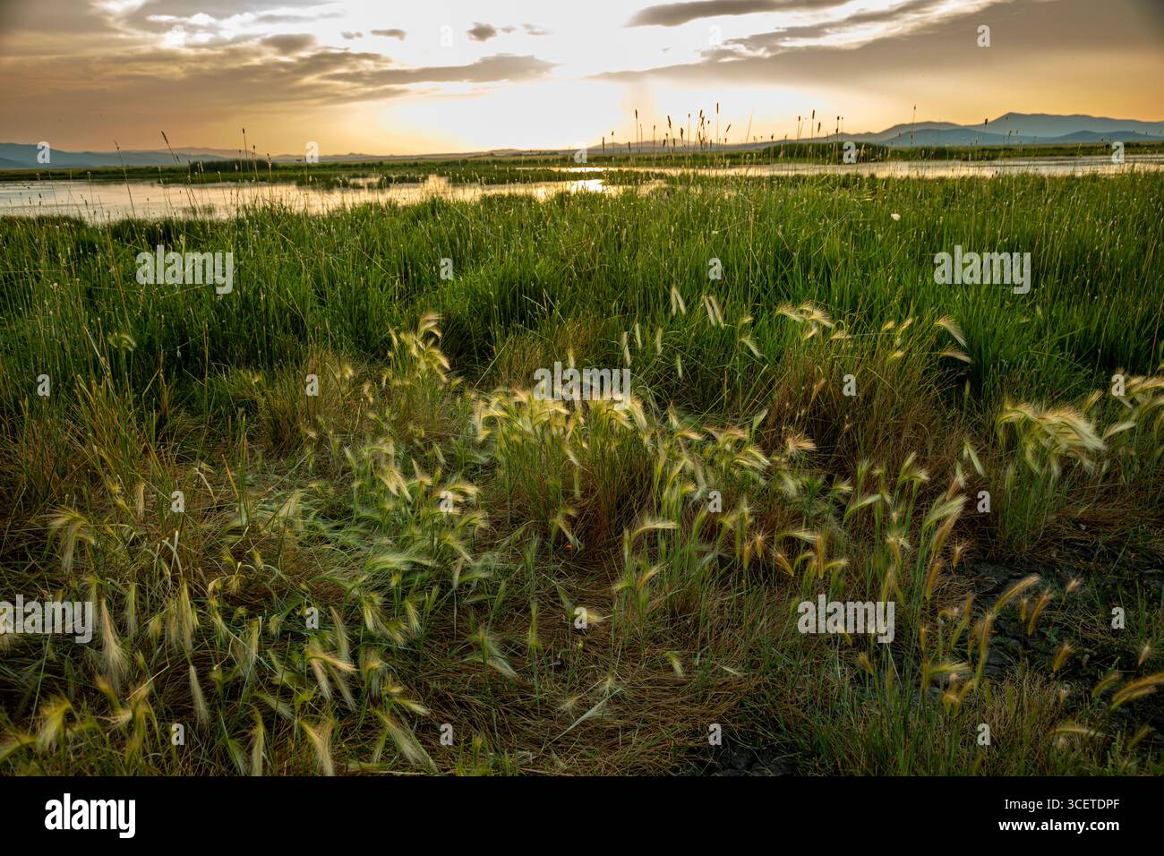 Erba di palude nella Camas Prairie Wildlife Conservation area, Idaho Foto Stock