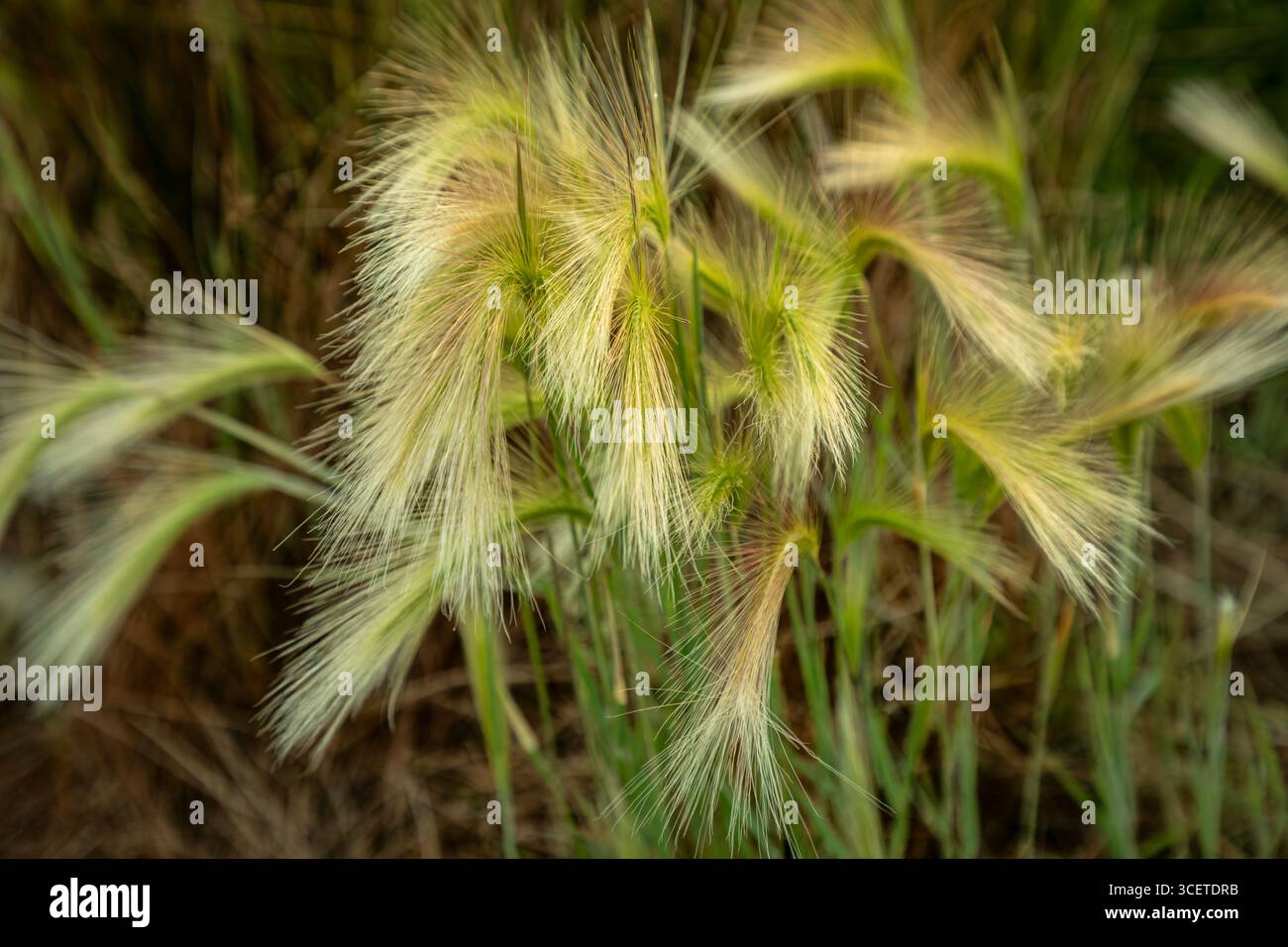 ID00916-00...IDAHO - erba paludosa sulle rive dello stagno presso la Camas Prairie Wildlife Conservation area. Foto Stock