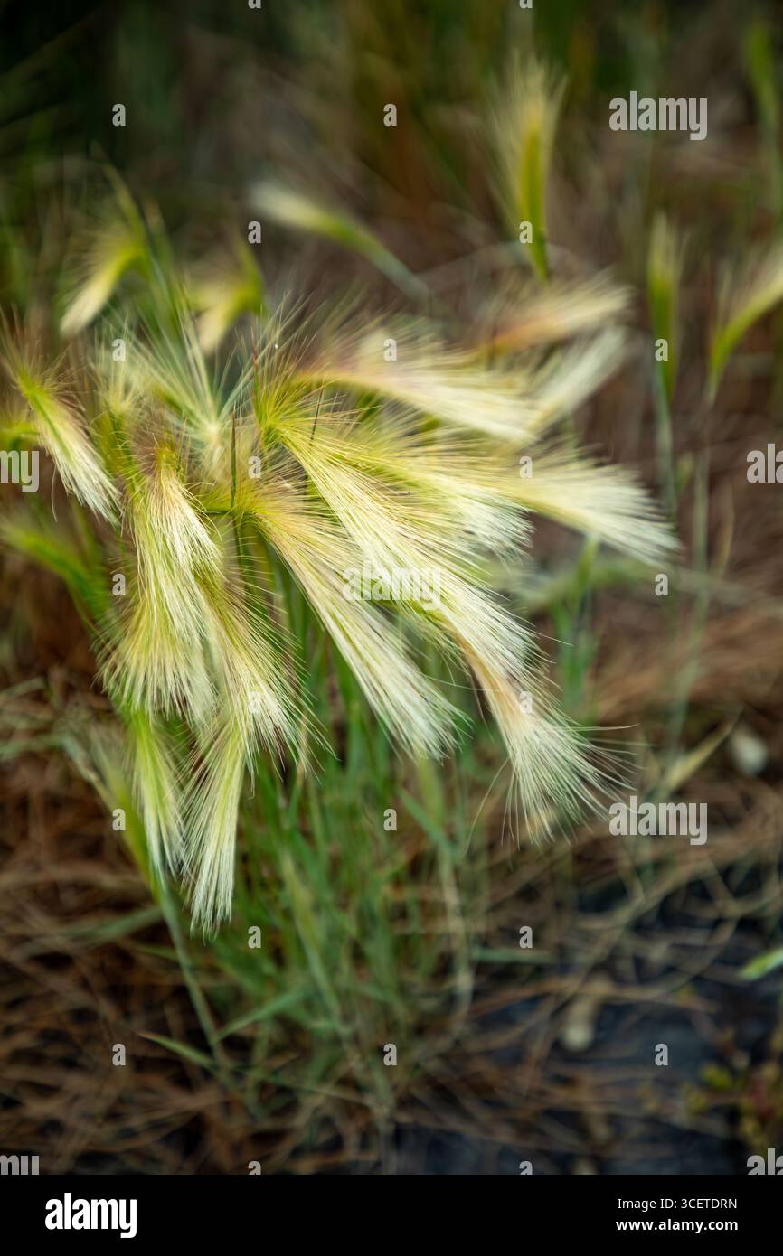 ID00918-00...IDAHO - erba paludosa sulle rive dello stagno presso la Camas Prairie Wildlife Conservation area. Foto Stock