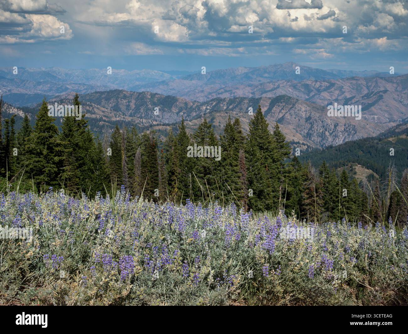 ID00960-00...IDAHO - Lupine che fiorisce sulla sezione superiore del Monte Bald sulla pista ciclabile delle sorgenti termali dell'Idaho. Foto Stock