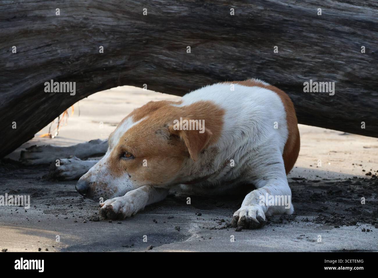 Bel ritratto di cane mentre dormi in pace Foto Stock