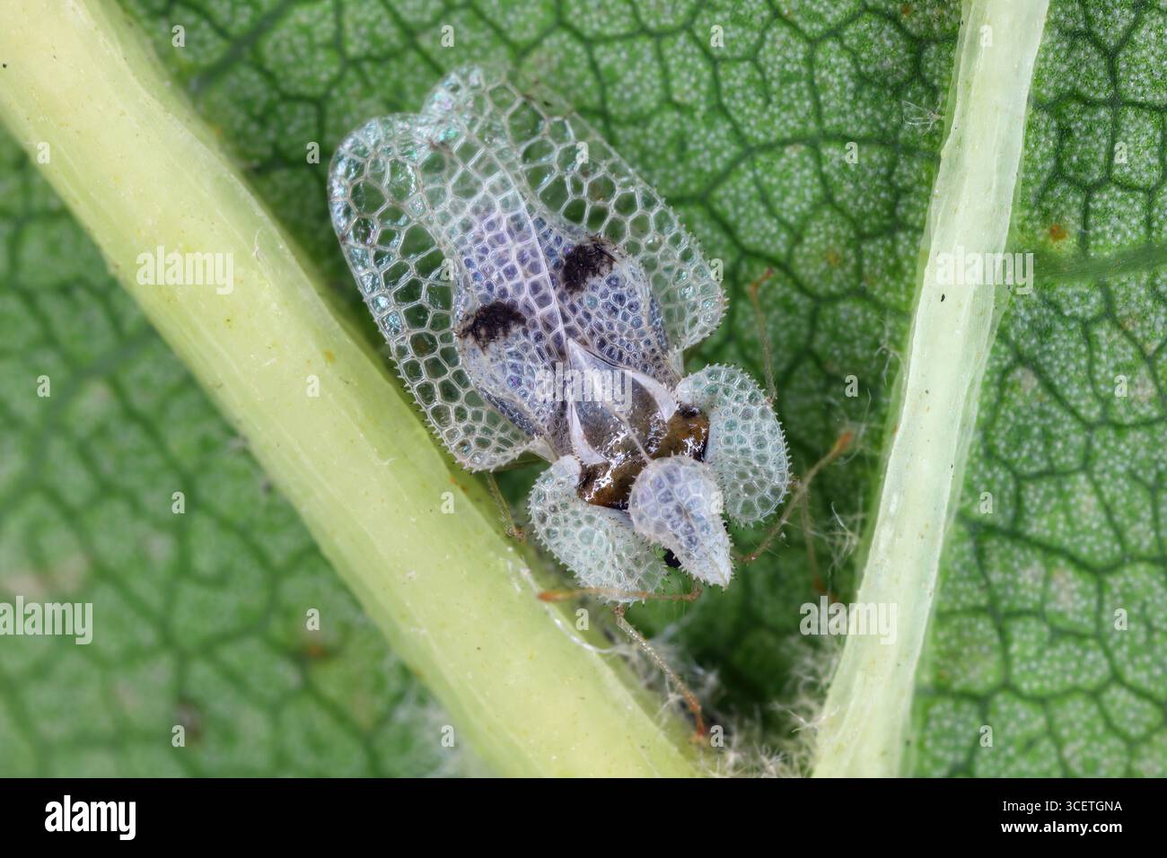 Insetto del pizzo di lane, Corythucha ciliata. Insetto adulto sotto la foglia di sicomoro. Foto Stock