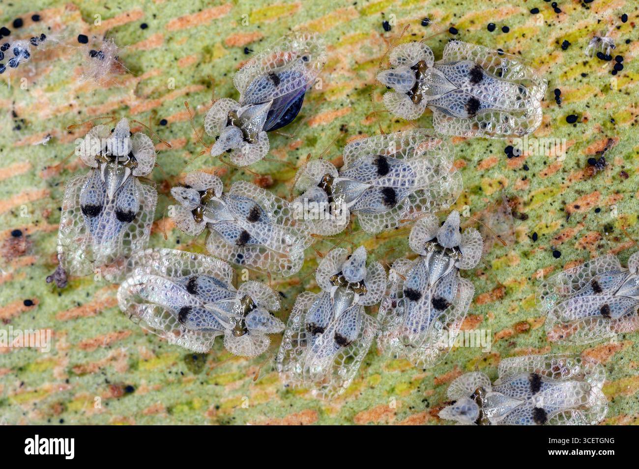 Insetto pizzo aereo o insetto pizzo sicomoro (Corythucha ciliata). Insetti che trascorrono l'inverno sotto la corteccia di un platano. Foto Stock