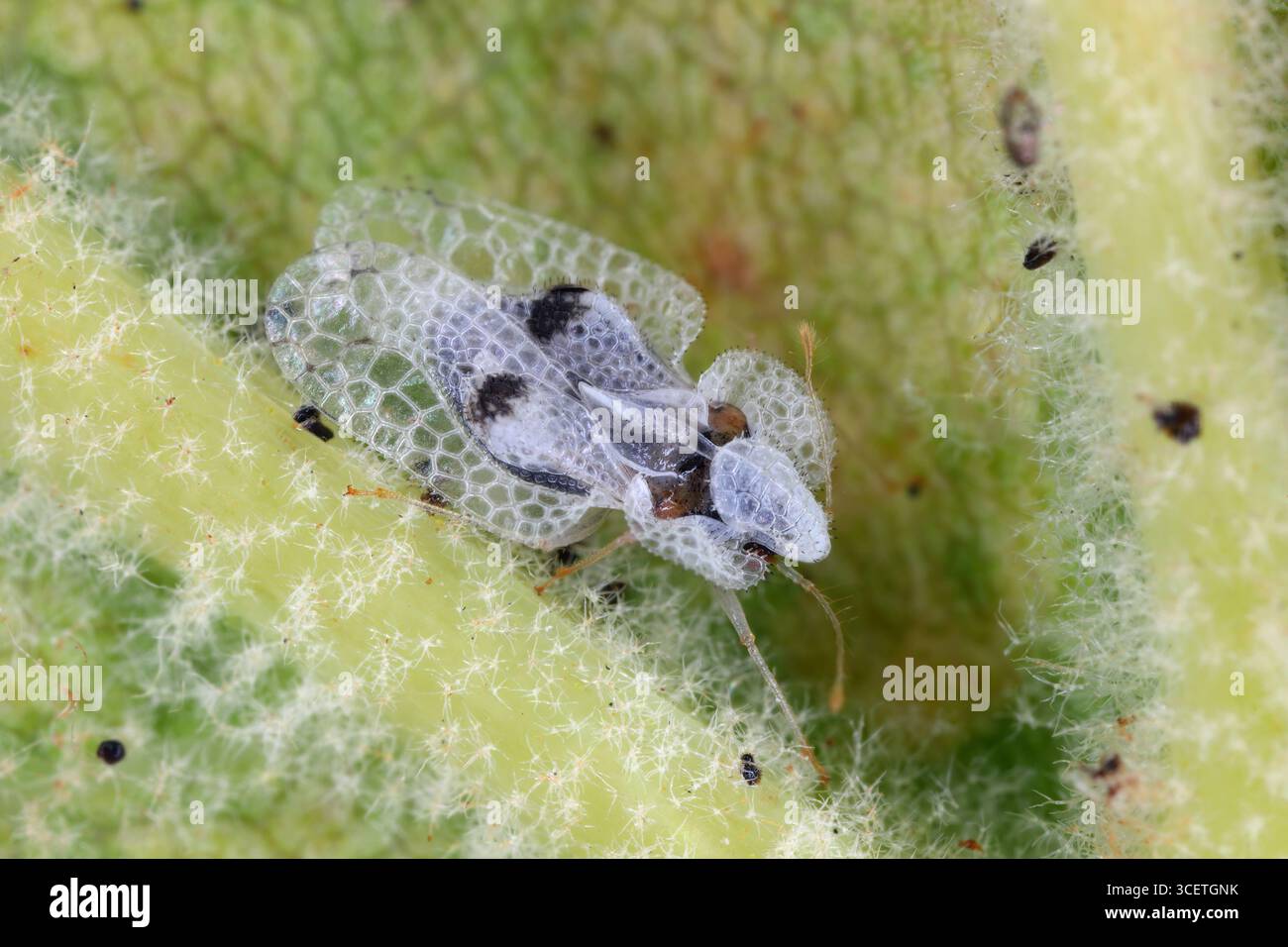 Insetto del pizzo di lane, Corythucha ciliata. Insetto adulto sotto la foglia di sicomoro. Foto Stock