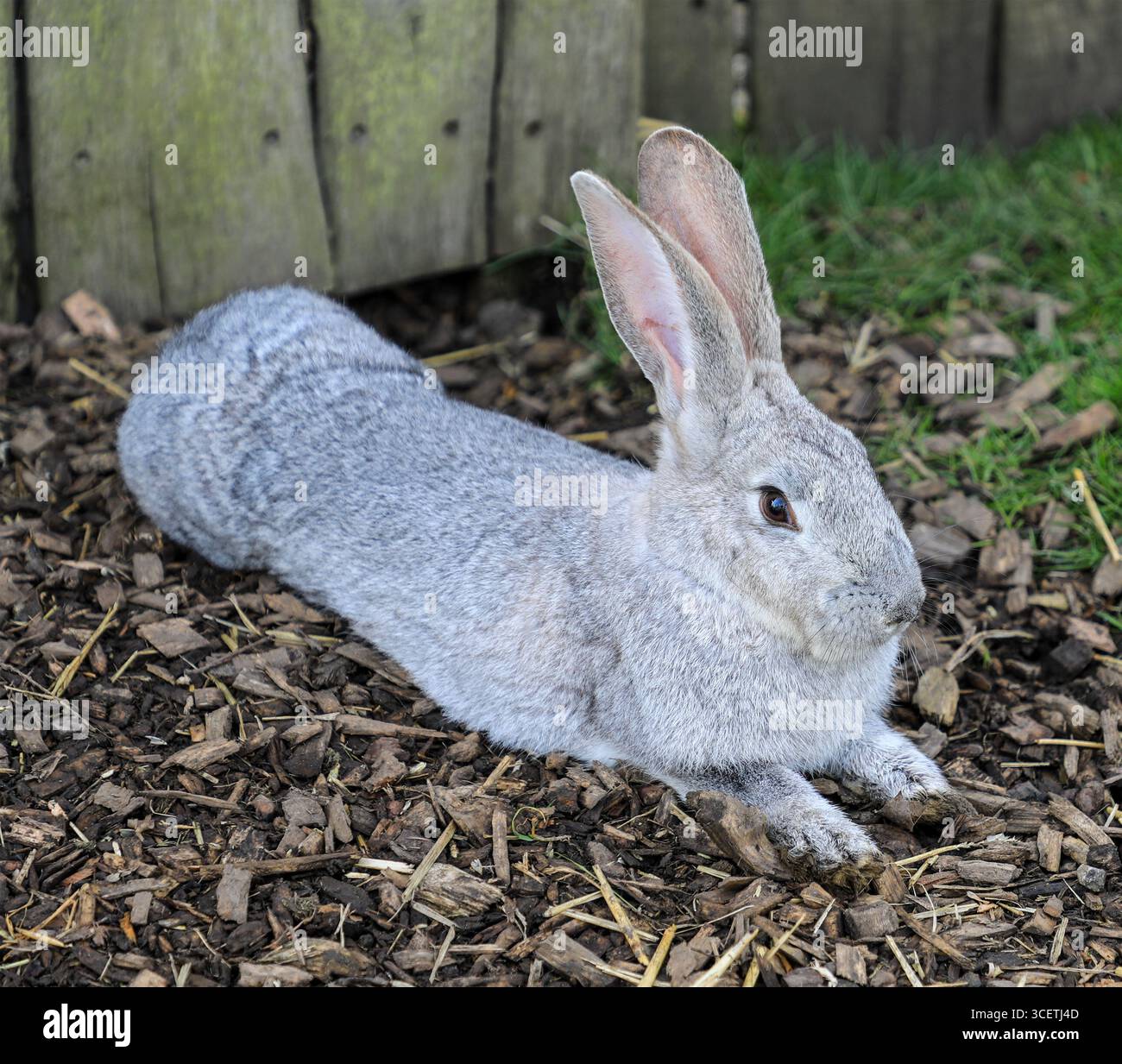 Un coniglio gigante fiammingo (Oryctolagus cuniculus domesticus) presso il Peak Wildlife Park, Leek, Staffordshire, Inghilterra, Regno Unito Foto Stock