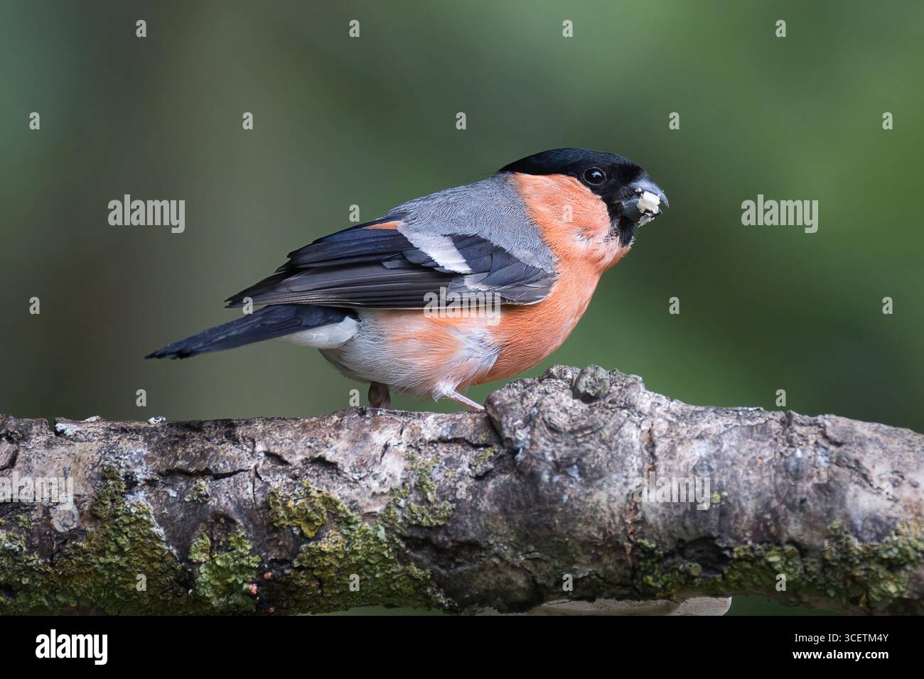 Un bullfinch maschio, Pyrrhula pyrrrhula, poggia su un ramo di betulla d'argento che si nutre. Ha del cibo nel becco e un naturale sfondo fuori fuoco Foto Stock