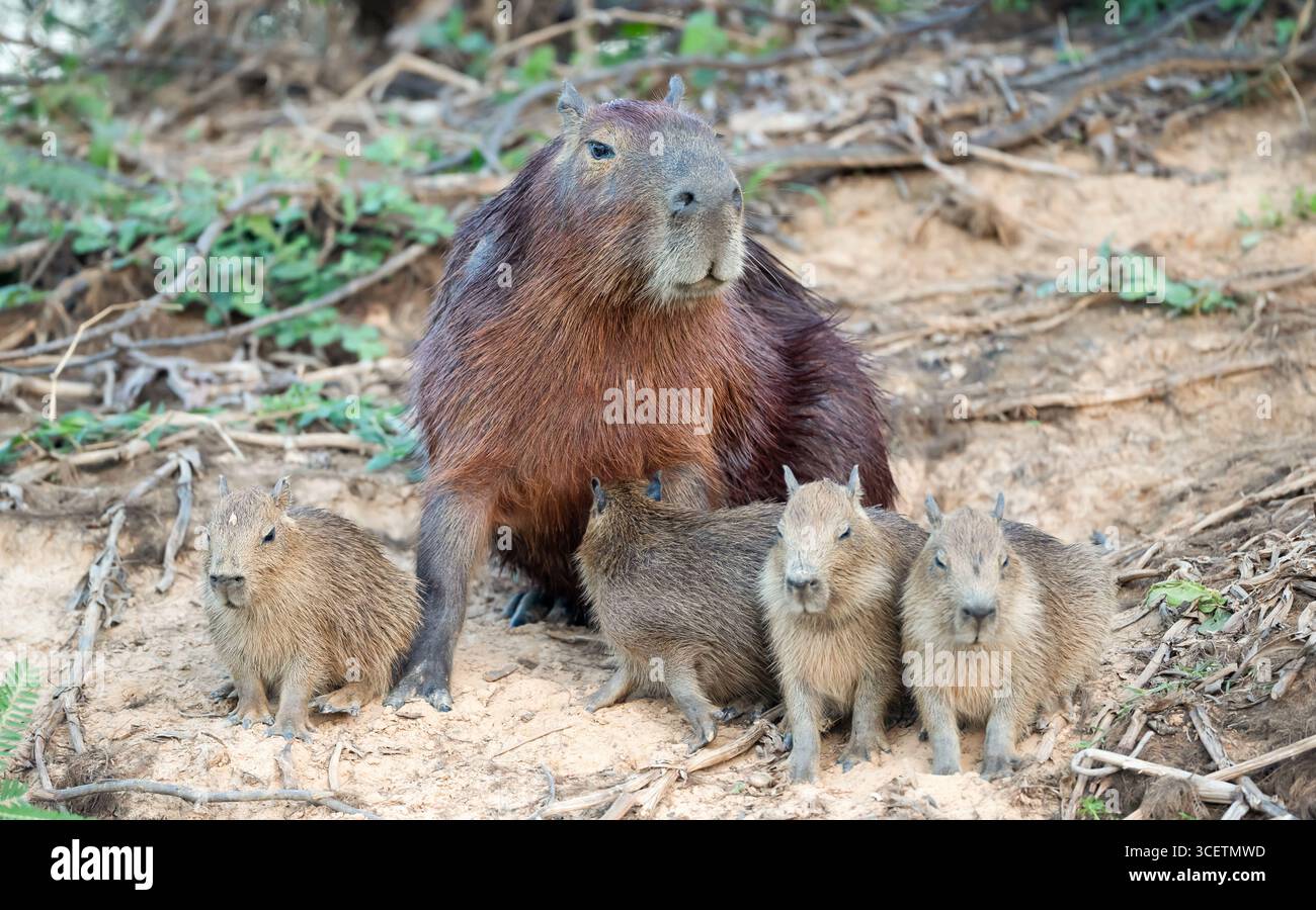 Primo piano di una madre capybara con i suoi cuccioli su una riva del fiume nelle paludi di Pantanal, in Brasile. Foto Stock