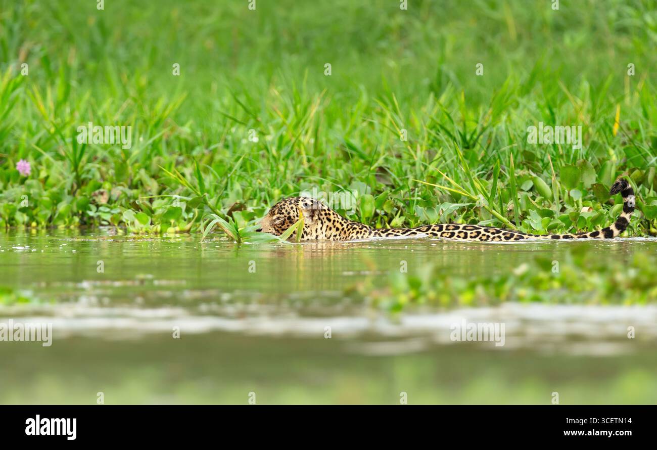 Primo piano di una preda di caccia jaguar in acqua a Pantanal, Brasile Foto Stock