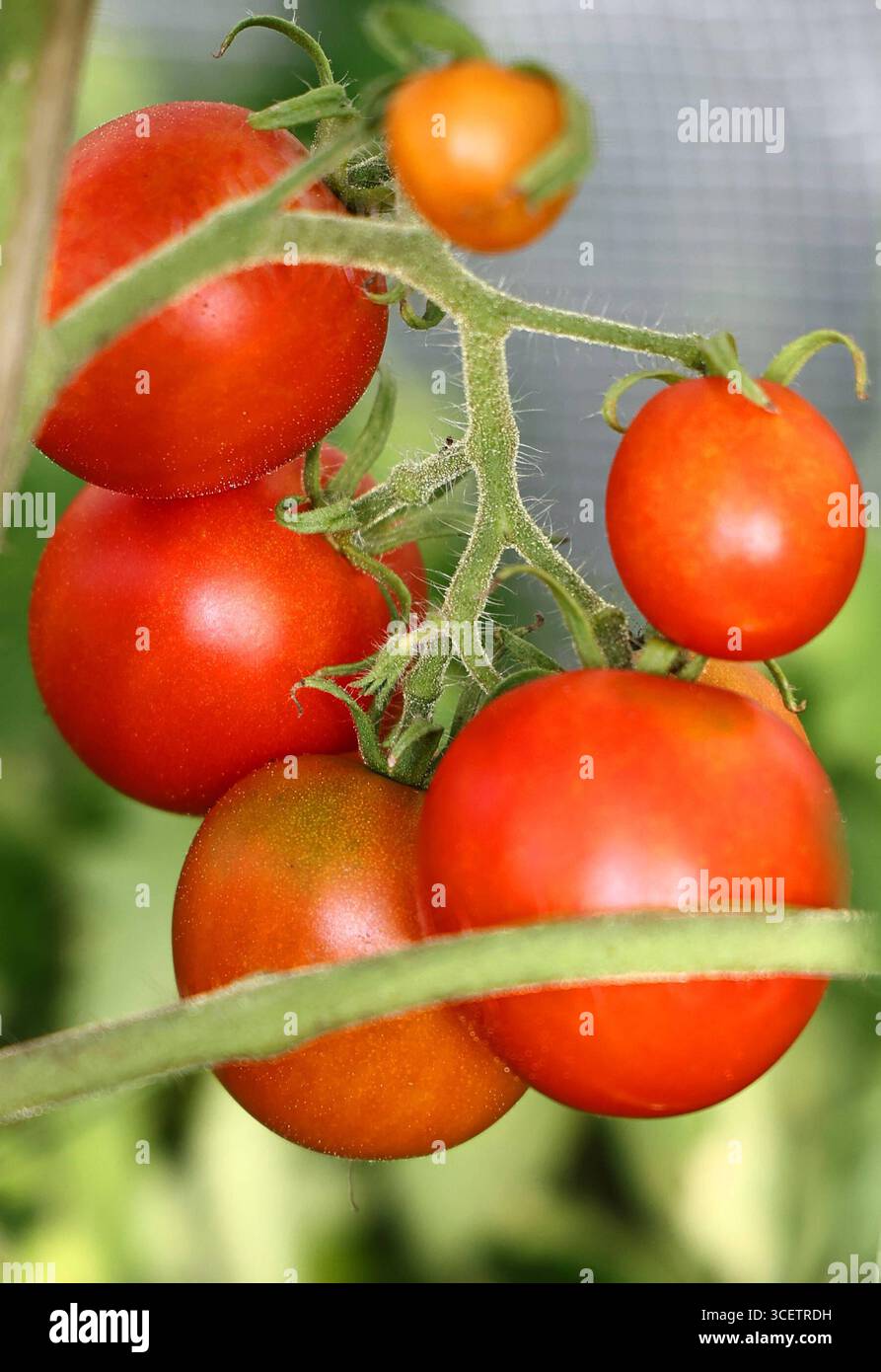 Natur 18.08.2025, Ostramondra, rote Tomaten Solanum lycopersicum in einem Gewaechshaus *** natura 18 08 2025, Ostramondra, pomodori rossi Solanum lycopersicum in a Greenhouse Foto Stock