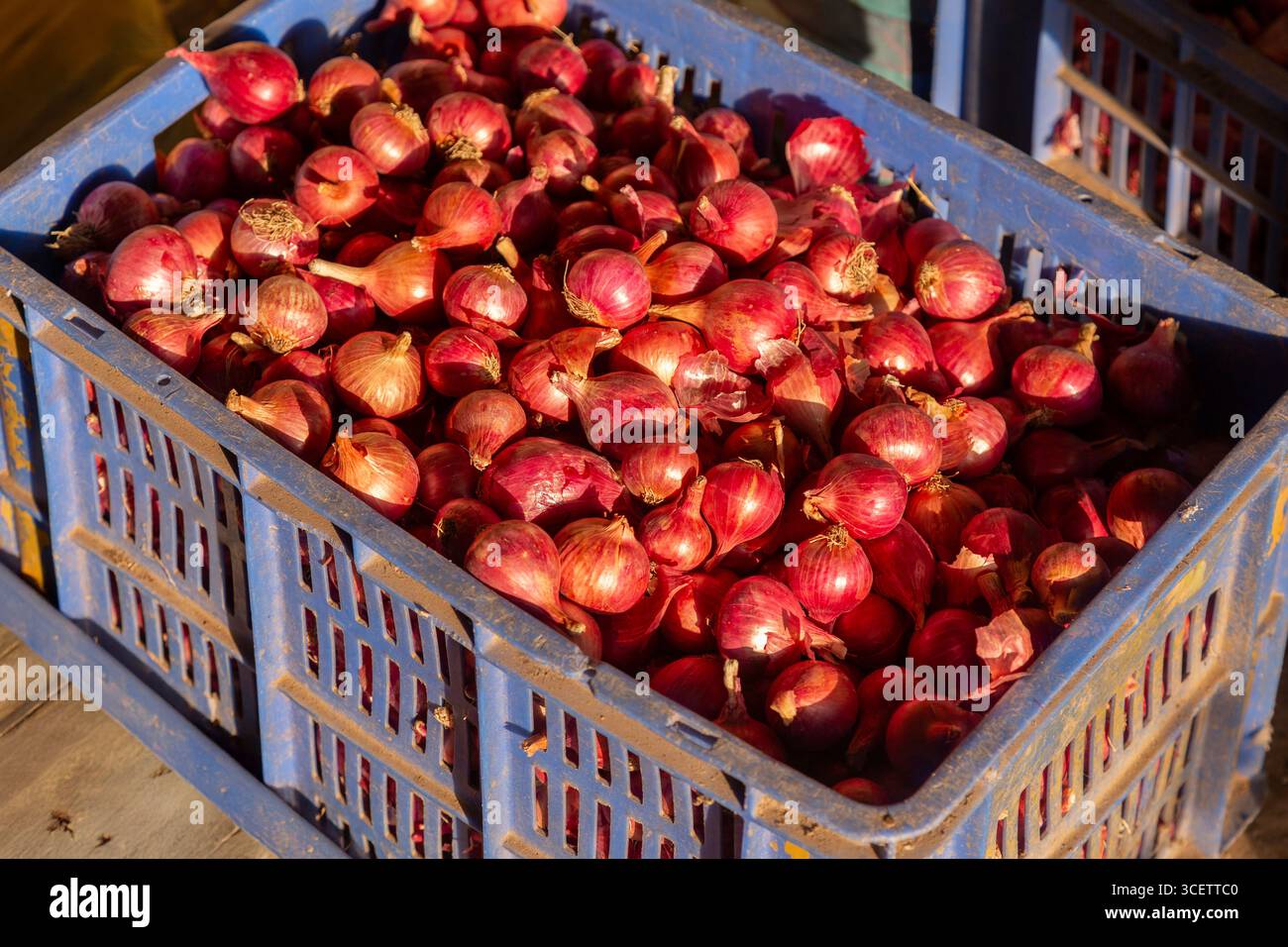 Cipolle rosse fresche conservate in una cassa di plastica blu in un mercato o in un'azienda agricola. Cipolle rosse fresche conservate in una cassa di plastica blu in un mercato o in un'azienda agricola. Foto Stock