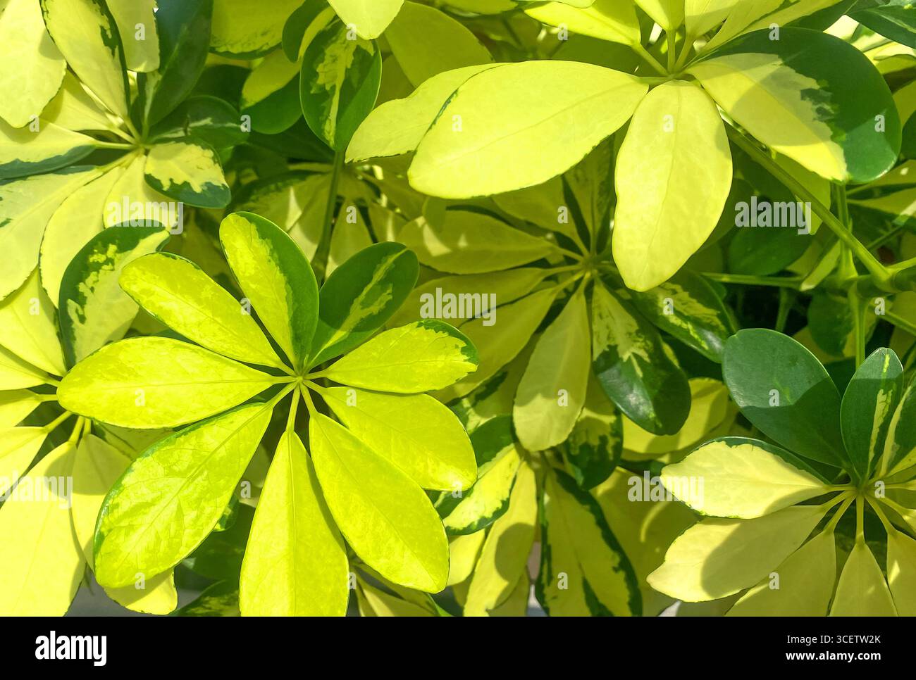 Schefflera Arboricola Janine Plants o Umbrella Tree background. Foglie variegate di Octopus Tree Schefflera Actinophylla. Esotiche foglie gialle verdi Foto Stock