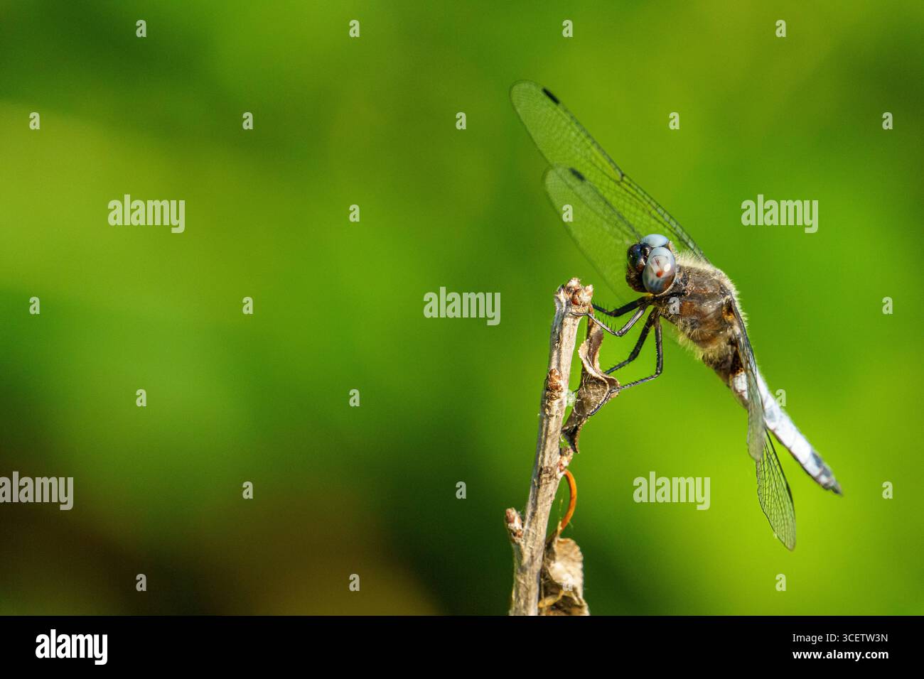 Primo piano di uno skimmer dalla coda bianca (Orthetrum albistylum) appoggiato su uno stelo di pianta secca, adagiato su uno sfondo verde morbido e sfocato in luce naturale. Foto Stock