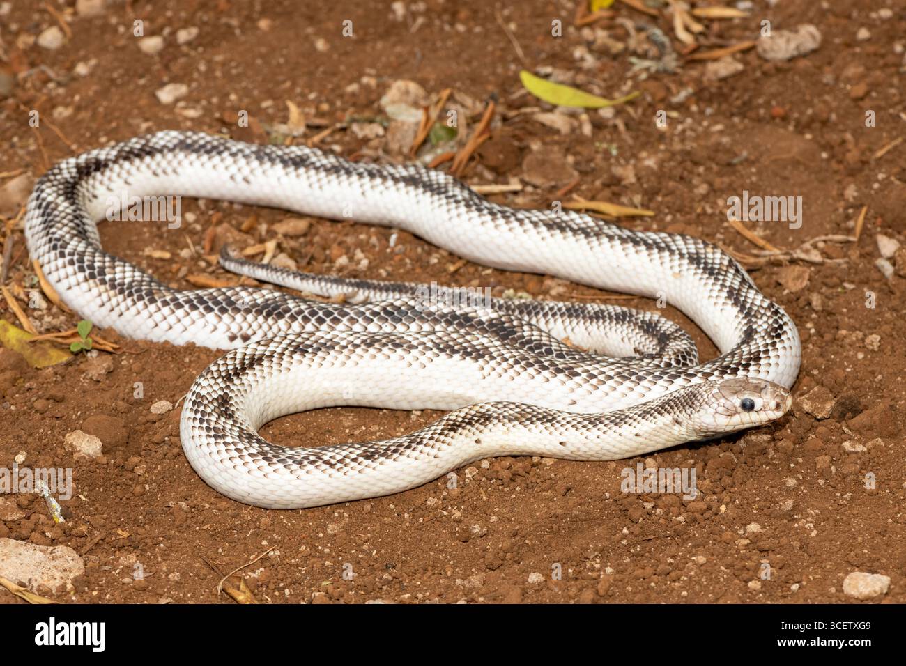 Un bellissimo ratsnake nero con lati bianchi (Elaphe obsoletus obsoletus). Un serpente non velenoso e colubrificato originario degli Stati Uniti Foto Stock