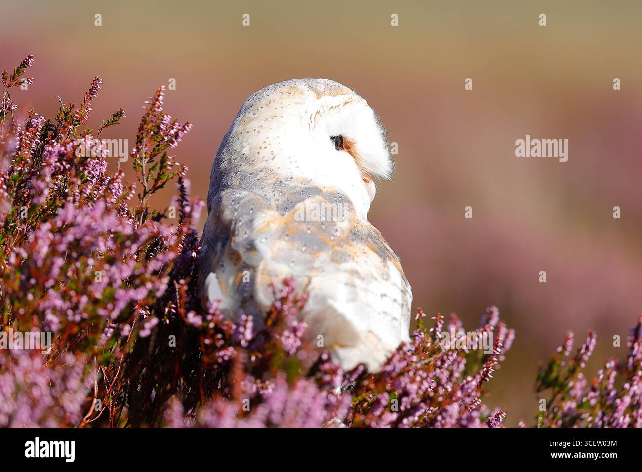 Barn Owl (Tyto alba) visto riposare su Heather vicino al Druids Temple nel North Yorkshire, Regno Unito Foto Stock