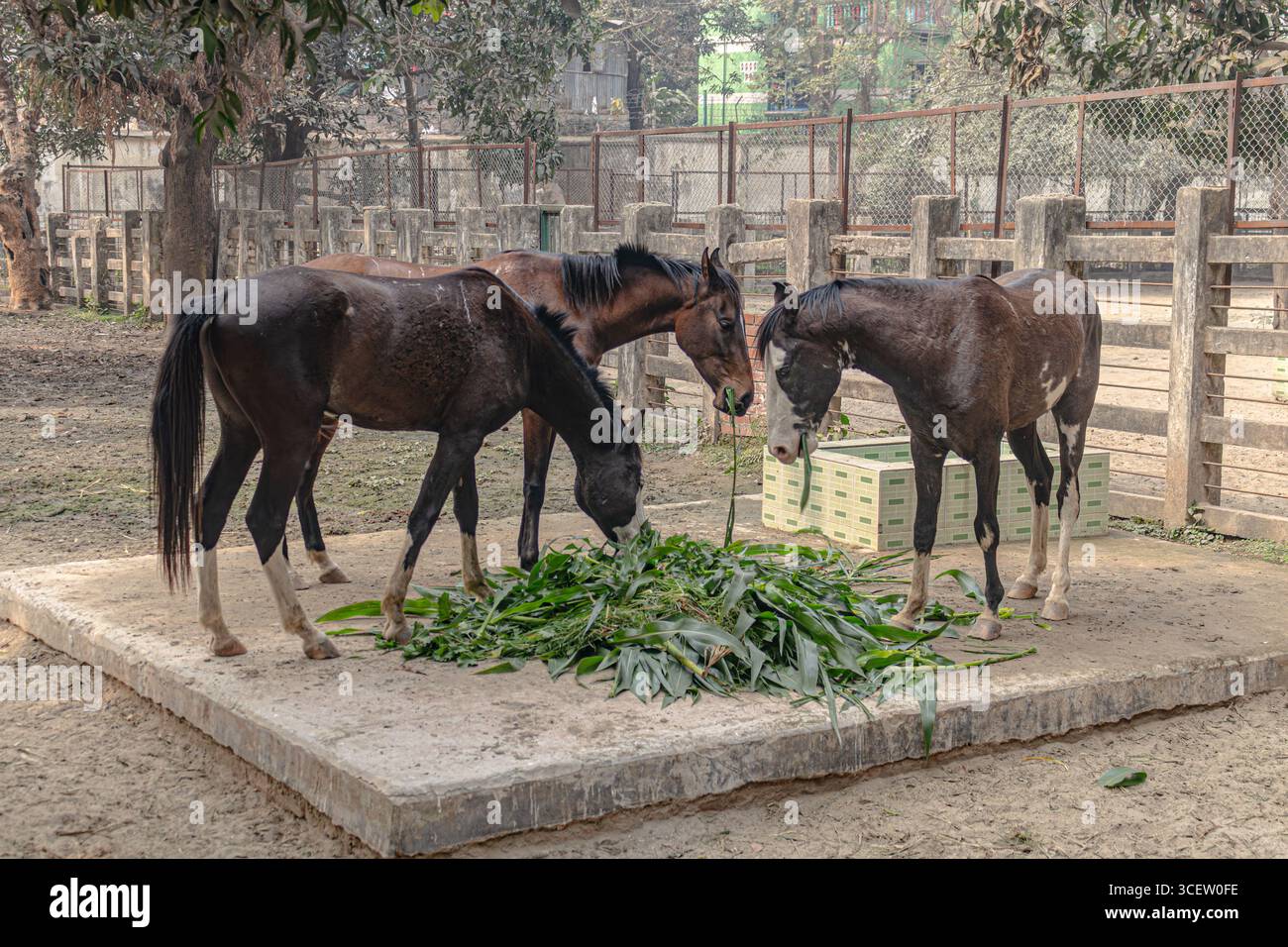 Eleganti cavalli neri che si nutrono insieme su erba fresca in una tranquilla area di sabbia aperta Foto Stock