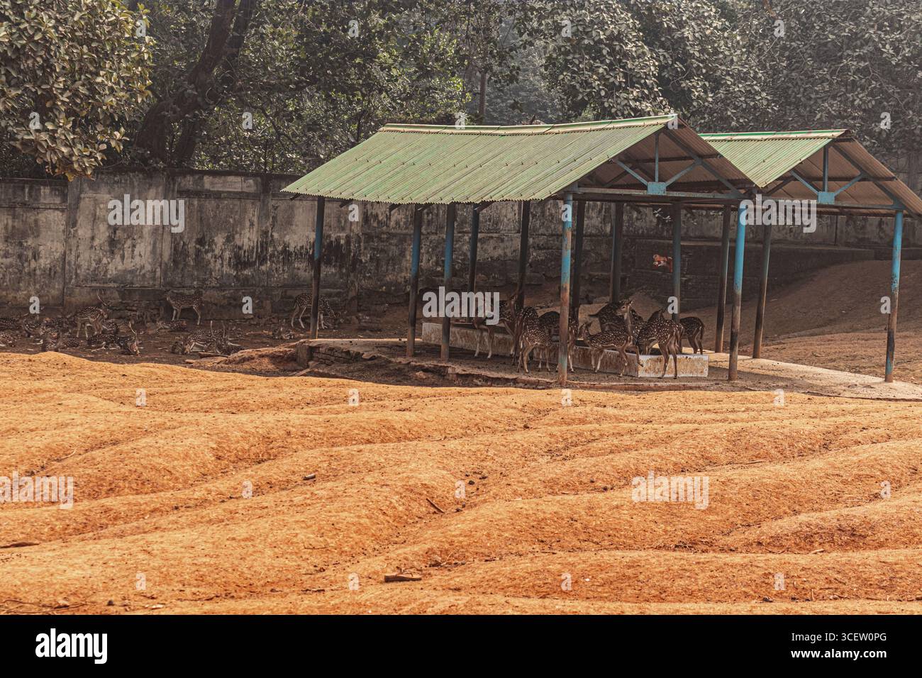 Una grande mandria di cervi maculati che si nutrono insieme sotto il tetto verde dello zoo di Mirpur in Bangladesh Foto Stock