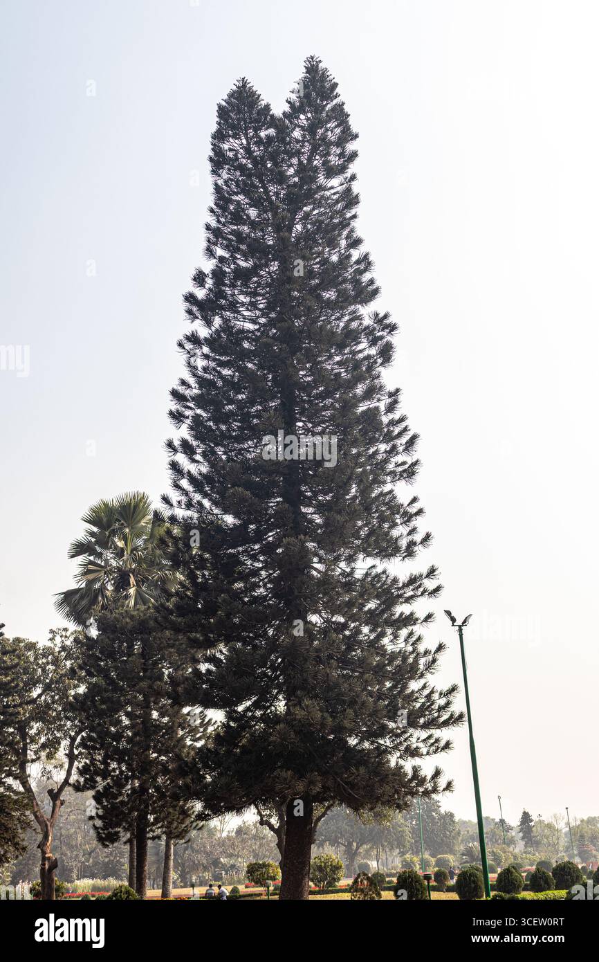 Maestoso e alto pino che si erge in alto sotto il cielo luminoso a Savar, il parco commemorativo nazionale del Bangladesh Foto Stock