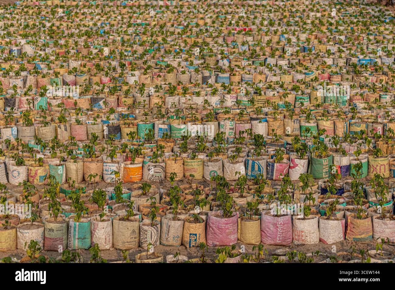 Giovani piante che crescono in modo sano all'interno di borse multicolore disposte in modo ordinato su un vasto campo aperto Foto Stock