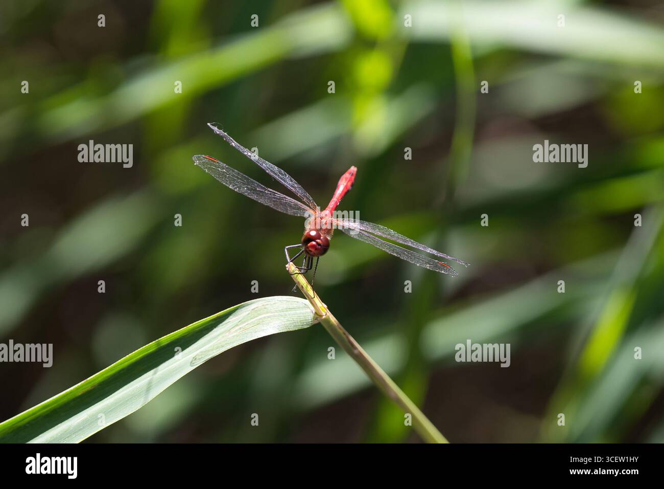 Ravvicinata libellula sul fusto della pianta Foto Stock