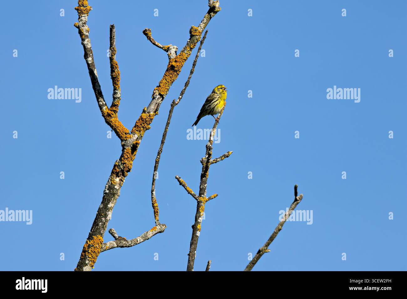 Piccolo finch con sfumature marroni e gialle. Si nutre di semi e insetti. Foto scattata a Casa de campo, Madrid, Spagna. Foto Stock