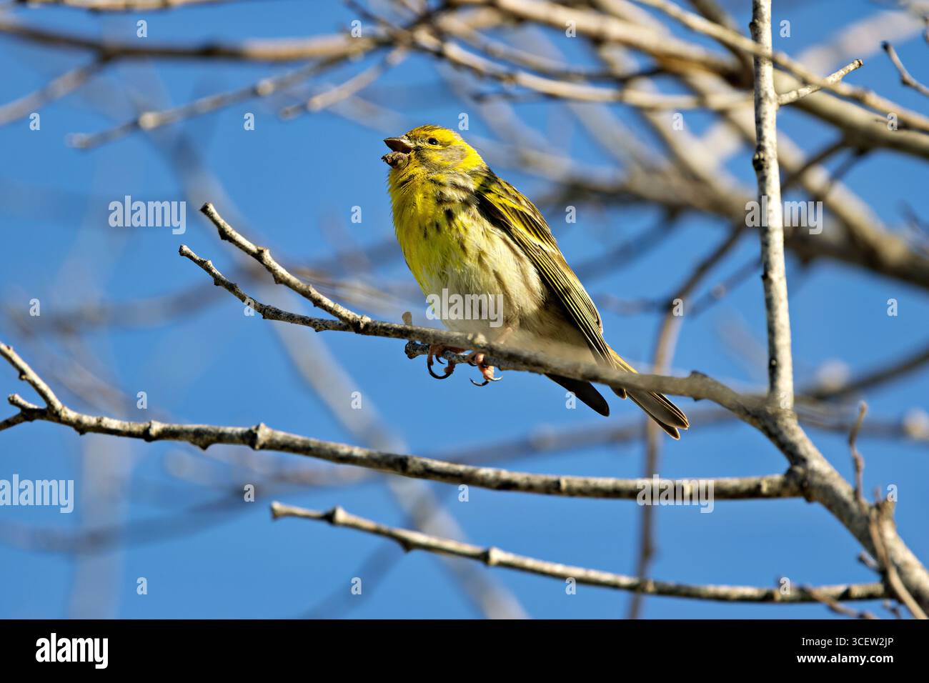 Piccolo finch con sfumature marroni e gialle. Si nutre di semi e insetti. Foto scattata a Casa de campo, Madrid, Spagna. Foto Stock