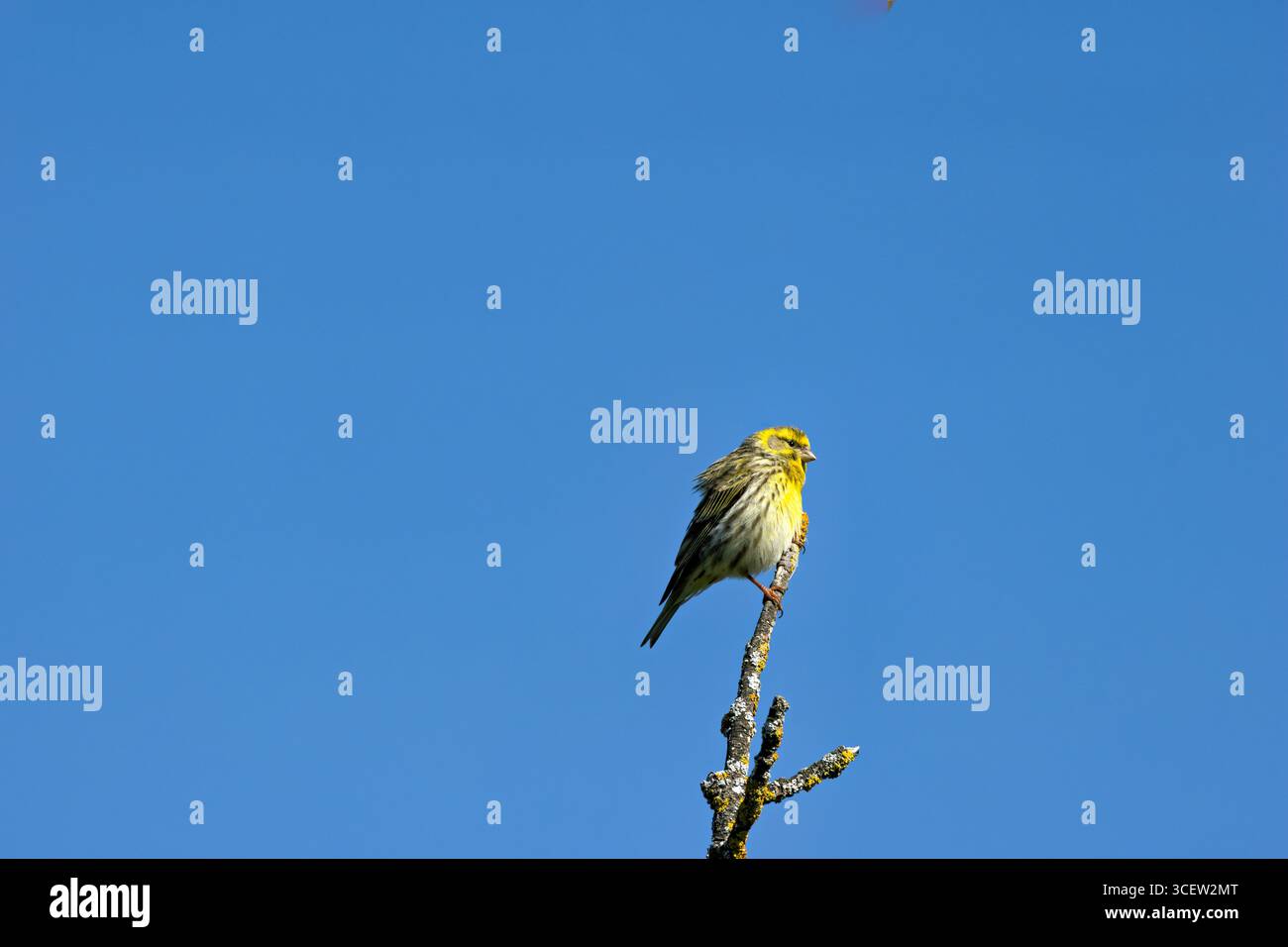 Piccolo finch con sfumature marroni e gialle. Si nutre di semi e insetti. Foto scattata a Casa de campo, Madrid, Spagna. Foto Stock