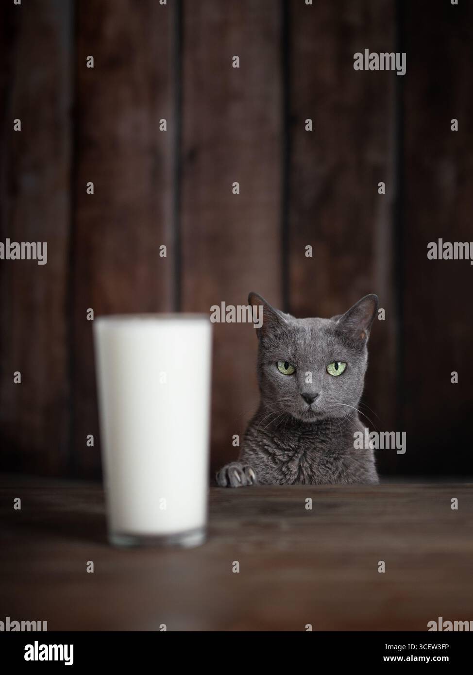 Uno scatto ravvicinato a livello degli occhi di un bellissimo gatto blu russo con occhi verdi luminosi, che guarda su un tavolo di legno in un bicchiere sfocato di kefir. Foto Stock