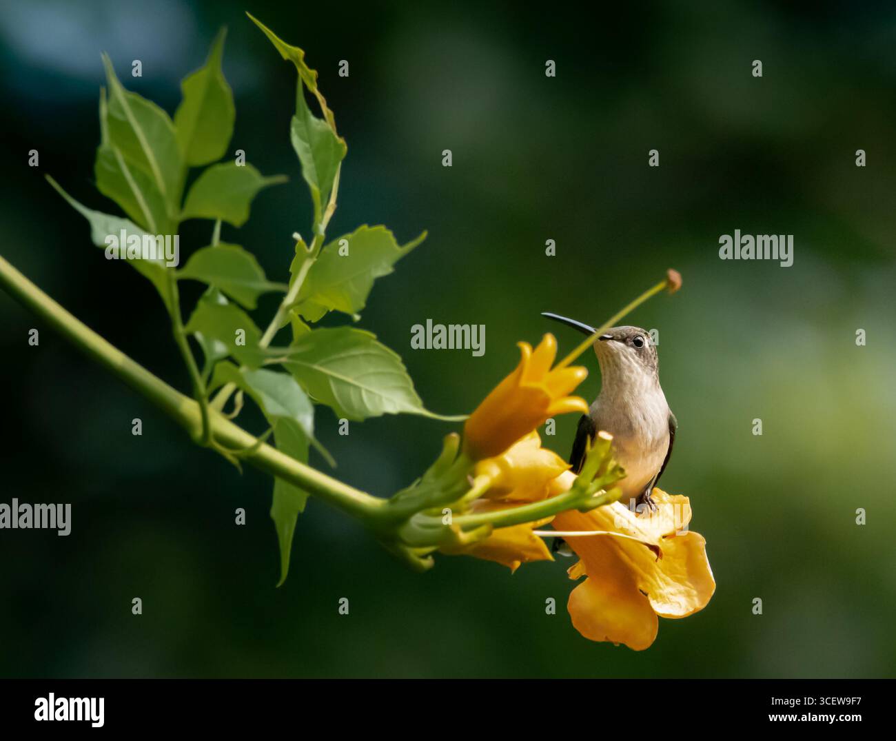 Colibrì dalla gola rubina (Archilochus colubris) arroccato su un fiore di tromba, Long Island, New York. Foto Stock