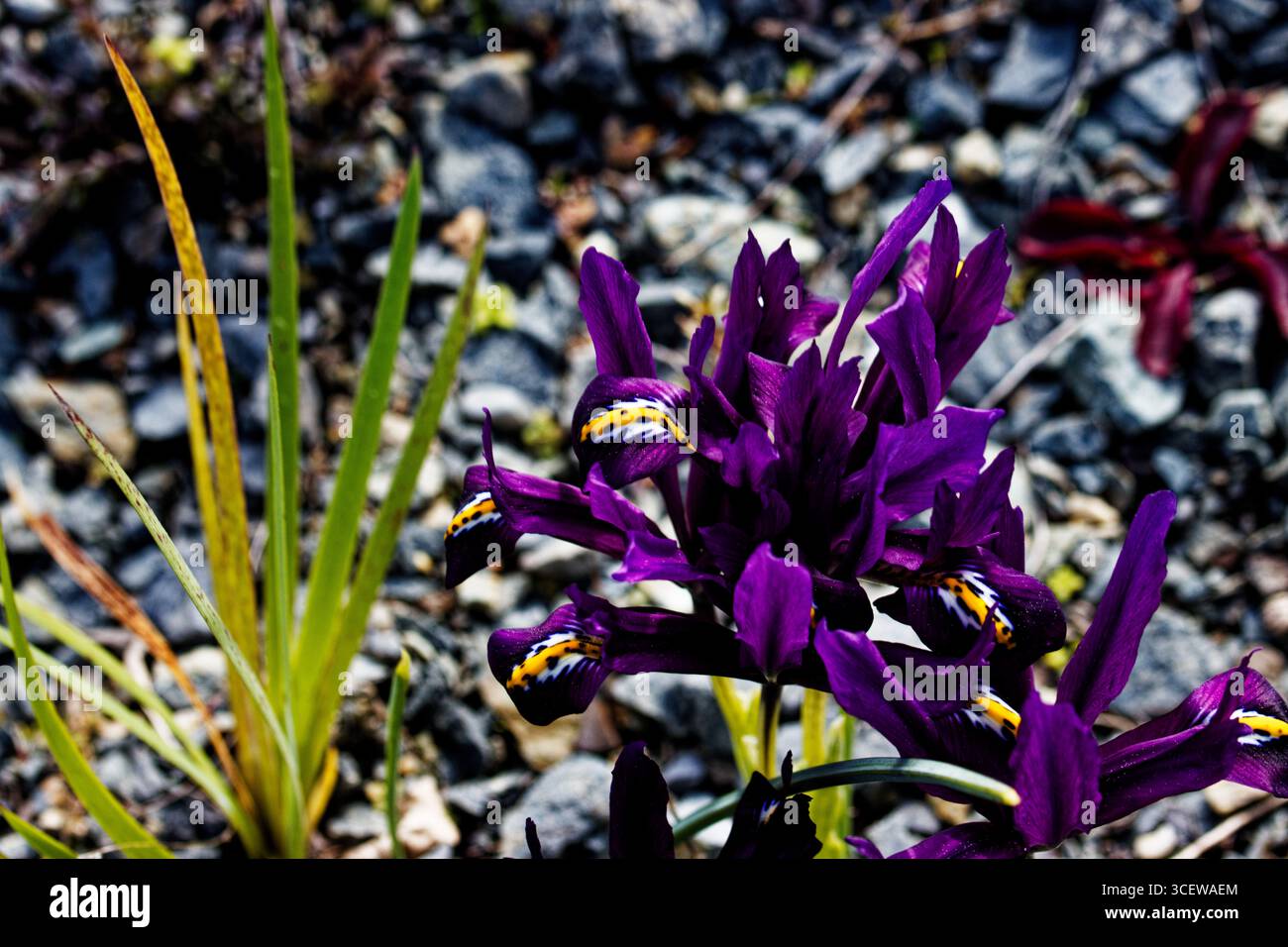 Iris reticulata, l'iride delle nevi, l'iride a rete, o iride a rete dorata, è una specie di pianta in fiore della famiglia delle Iridaceae. Foto Stock