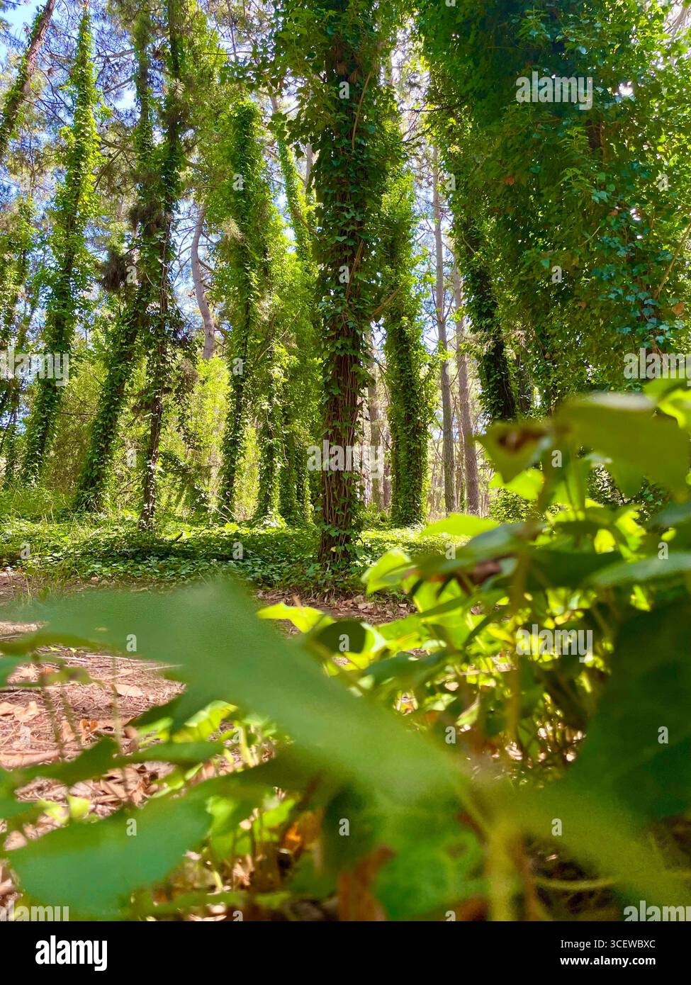 Passerella in legno illuminata dal sole attraverso una lussureggiante foresta con alberi alti e luce soffusa. Foto Stock