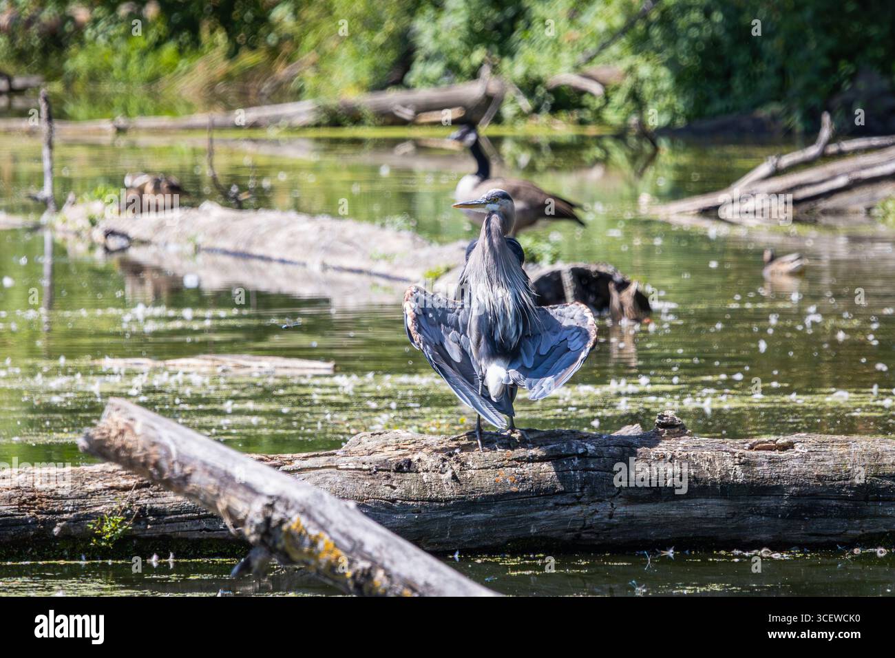 Un grande Heron Blu arroccato su un tronco galleggiante e che spalanca le ali in una posa divertente per asciugarle al sole Foto Stock