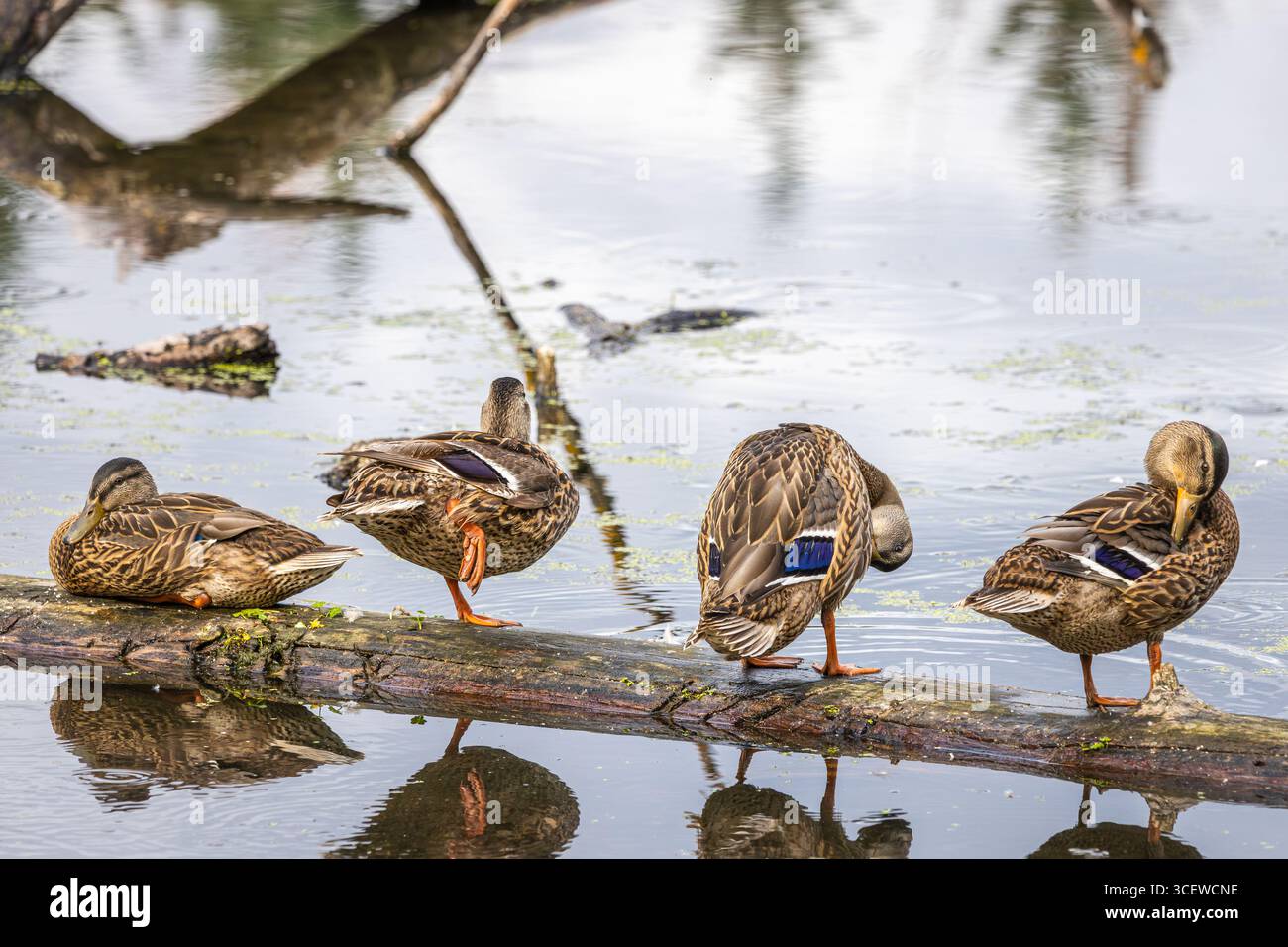 Quattro femmine Mallard schierate su un tronco che si preparano Foto Stock