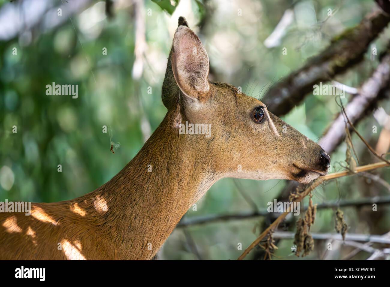 Un ritratto laterale di un cervo dalla coda nera nella foresta Foto Stock