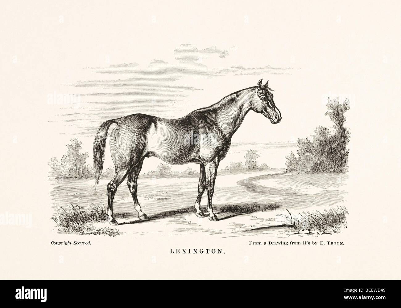 Illustrazione a cavallo in bianco e nero del 1872, da un libro sull'anatomia, la razza e la scena equestre. Foto Stock