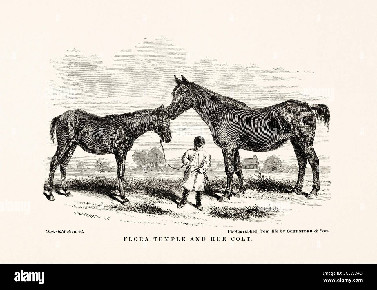 Illustrazione a cavallo in bianco e nero del 1872, da un libro sull'anatomia, la razza e la scena equestre. Foto Stock