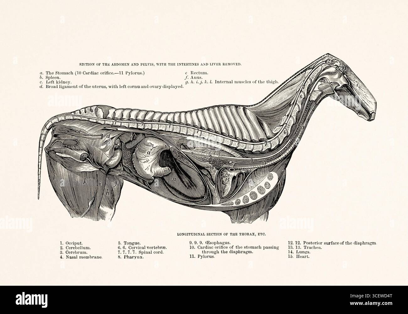 Illustrazione a cavallo in bianco e nero del 1872, da un libro sull'anatomia, la razza e la scena equestre. Foto Stock
