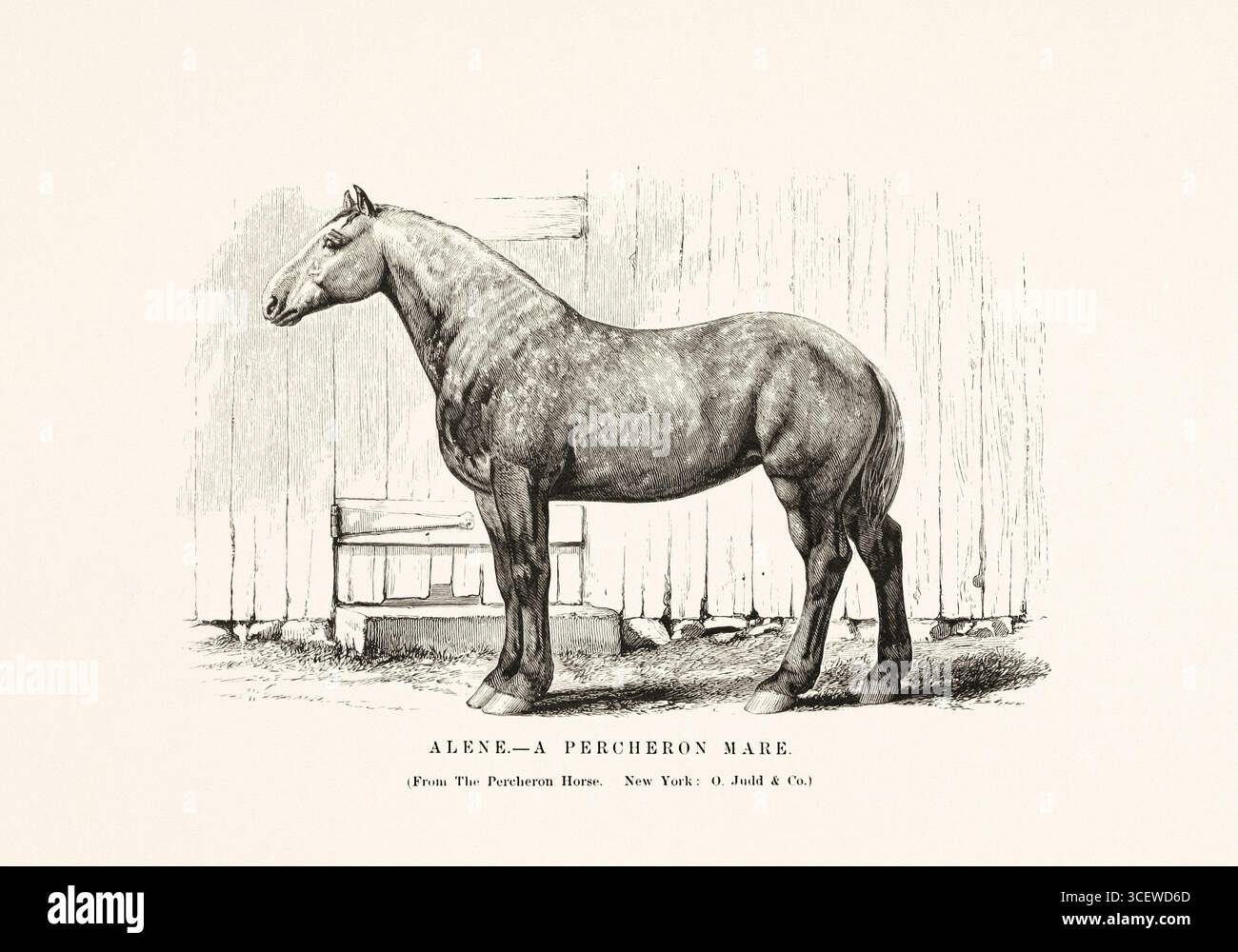 Illustrazione a cavallo in bianco e nero del 1872, da un libro sull'anatomia, la razza e la scena equestre. Foto Stock